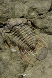 21188 - Amazing Lehua sp Lower Ordovician Trilobite Fezouata Fm