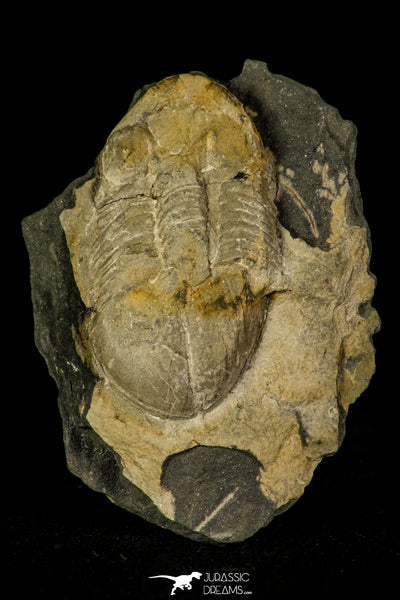 Beautiful 1.45 Inch Illaenula vietnamica Middle Devonian Trilobite ...