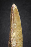 20112 - Great Serrated 2.70 Inch Carcharodontosaurus Dinosaur Tooth KemKem