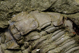 21188 - Amazing Lehua sp Lower Ordovician Trilobite Fezouata Fm