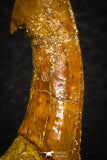 08300 - Great Collection of 4 Onchopristis numidus Cretaceous Sawfish Rostral Teeth Cretaceous
