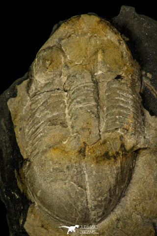 30375 - Beautiful 1.45 Inch Illaenula vietnamica Middle Devonian Trilobite - China