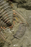 21188 - Amazing Lehua sp Lower Ordovician Trilobite Fezouata Fm