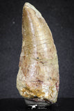 20112 - Great Serrated 2.70 Inch Carcharodontosaurus Dinosaur Tooth KemKem