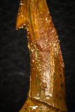 08300 - Great Collection of 4 Onchopristis numidus Cretaceous Sawfish Rostral Teeth Cretaceous