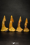 08300 - Great Collection of 4 Onchopristis numidus Cretaceous Sawfish Rostral Teeth Cretaceous