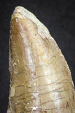 20112 - Great Serrated 2.70 Inch Carcharodontosaurus Dinosaur Tooth KemKem