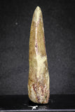 20112 - Great Serrated 2.70 Inch Carcharodontosaurus Dinosaur Tooth KemKem