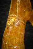 08300 - Great Collection of 4 Onchopristis numidus Cretaceous Sawfish Rostral Teeth Cretaceous