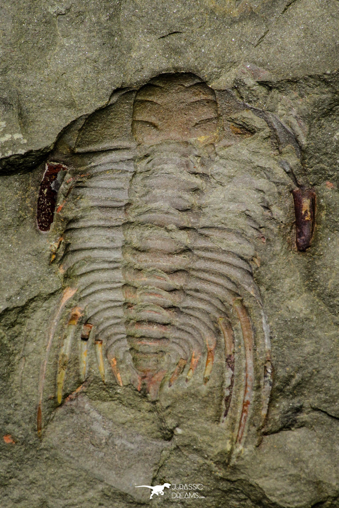 21188 - Amazing Lehua sp Lower Ordovician Trilobite Fezouata Fm