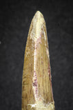 20112 - Great Serrated 2.70 Inch Carcharodontosaurus Dinosaur Tooth KemKem