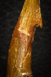 08300 - Great Collection of 4 Onchopristis numidus Cretaceous Sawfish Rostral Teeth Cretaceous