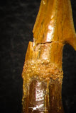 08300 - Great Collection of 4 Onchopristis numidus Cretaceous Sawfish Rostral Teeth Cretaceous
