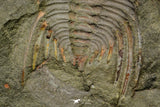 21188 - Amazing Lehua sp Lower Ordovician Trilobite Fezouata Fm