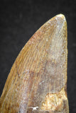20113 - Great Serrated 2.59 Inch Carcharodontosaurus Dinosaur Tooth KemKem
