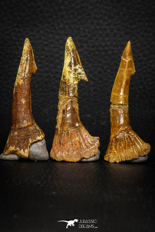 08301 - Great Collection of 3 Onchopristis numidus Cretaceous Sawfish Rostral Teeth Cretaceous