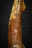 08301 - Great Collection of 3 Onchopristis numidus Cretaceous Sawfish Rostral Teeth Cretaceous