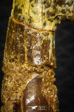 08301 - Great Collection of 3 Onchopristis numidus Cretaceous Sawfish Rostral Teeth Cretaceous
