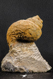 07228 - Rare 3.04 Inch Unidentified Gastropod Cretaceous