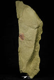 21189 - Finest Grade Lehua sp Lower Ordovician Trilobite Fezouata Fm