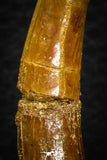 08301 - Great Collection of 3 Onchopristis numidus Cretaceous Sawfish Rostral Teeth Cretaceous