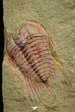 21189 - Finest Grade Lehua sp Lower Ordovician Trilobite Fezouata Fm