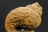07228 - Rare 3.04 Inch Unidentified Gastropod Cretaceous