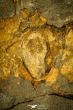 30376 - Positive/Negative 0.43 Inch Geragnostus occitanus Lower Ordovician Trilobite - France