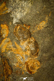 30376 - Positive/Negative 0.43 Inch Geragnostus occitanus Lower Ordovician Trilobite - France
