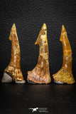 08301 - Great Collection of 3 Onchopristis numidus Cretaceous Sawfish Rostral Teeth Cretaceous