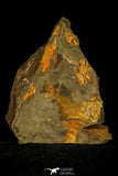 30376 - Positive/Negative 0.43 Inch Geragnostus occitanus Lower Ordovician Trilobite - France