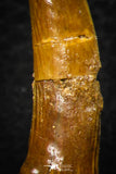 08301 - Great Collection of 3 Onchopristis numidus Cretaceous Sawfish Rostral Teeth Cretaceous