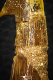 08301 - Great Collection of 3 Onchopristis numidus Cretaceous Sawfish Rostral Teeth Cretaceous