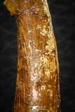 08301 - Great Collection of 3 Onchopristis numidus Cretaceous Sawfish Rostral Teeth Cretaceous