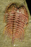 21189 - Finest Grade Lehua sp Lower Ordovician Trilobite Fezouata Fm