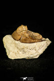 30377 - Rare 0.91 Inch Cordania wessmani Lower Devonian Trilobite - Oklahoma USA