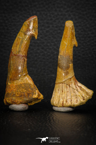 08302 - Great Collection of 2 Onchopristis numidus Cretaceous Sawfish Rostral Teeth Cretaceous