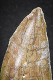 20114 - Great Serrated 2.52 Inch Carcharodontosaurus Dinosaur Tooth KemKem
