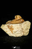 30377 - Rare 0.91 Inch Cordania wessmani Lower Devonian Trilobite - Oklahoma USA