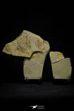 21190 - Premium Grade Soft Bodied Xiphosurid (Horseshoe Crab Ancestor) Lower Ordovician