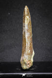 20114 - Great Serrated 2.52 Inch Carcharodontosaurus Dinosaur Tooth KemKem