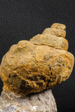 07229 - Beautiful Huge 3.61 Inch Unidentified Gastropod Cretaceous