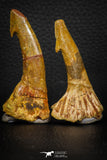 08302 - Great Collection of 2 Onchopristis numidus Cretaceous Sawfish Rostral Teeth Cretaceous