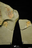 21190 - Premium Grade Soft Bodied Xiphosurid (Horseshoe Crab Ancestor) Lower Ordovician