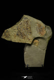 21190 - Premium Grade Soft Bodied Xiphosurid (Horseshoe Crab Ancestor) Lower Ordovician