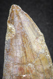 20114 - Great Serrated 2.52 Inch Carcharodontosaurus Dinosaur Tooth KemKem