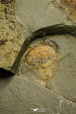 21190 - Premium Grade Soft Bodied Xiphosurid (Horseshoe Crab Ancestor) Lower Ordovician