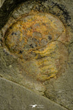 21190 - Premium Grade Soft Bodied Xiphosurid (Horseshoe Crab Ancestor) Lower Ordovician