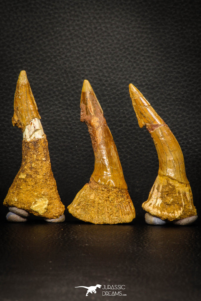 08303 - Great Collection of 3 Onchopristis numidus Cretaceous Sawfish Rostral Teeth Cretaceous