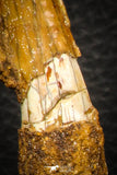 08303 - Great Collection of 3 Onchopristis numidus Cretaceous Sawfish Rostral Teeth Cretaceous